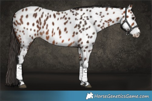 Horse Color:Bay Near Leopard 
