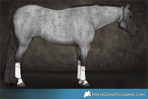 Horse Color:Smoky Blue Roan Tobiano