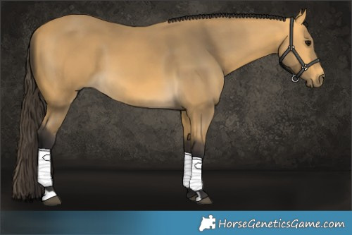 Horse Color:Buckskin 
