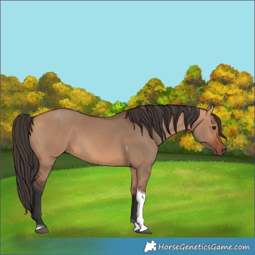 Horse Color:Bay Dun Tobiano 