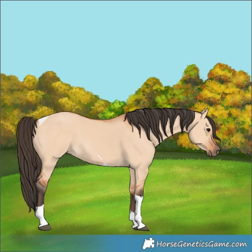 Horse Color:Bay Dun Tobiano 
