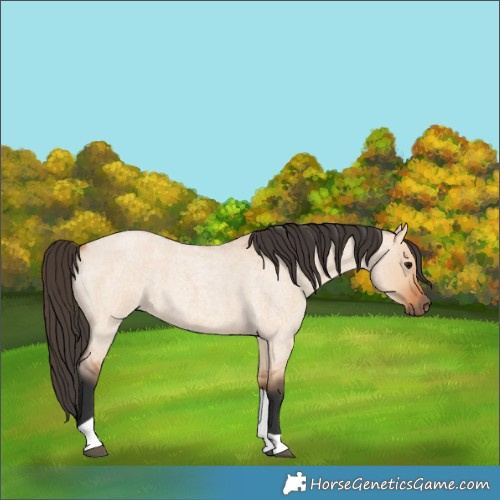 Horse Color:Bay Roan Dun Tobiano 