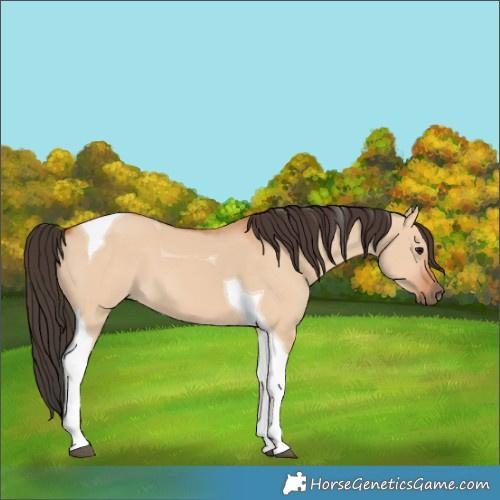 Horse Color:Bay Dun Tobiano