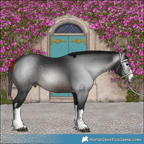 Horse Color:Gray White Spotted Brown 