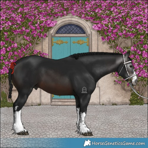 Horse Color:Gray White Spotted Brown