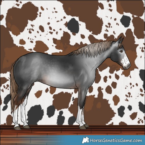 Horse Color:Gray White Spotted Liver Chestnut