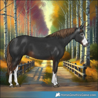Horse Color:Gray White Spotted Liver Chestnut 