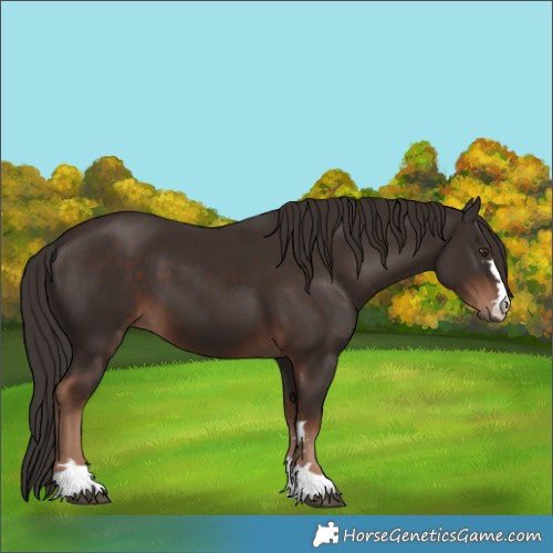 Horse Color:Liver Chestnut 