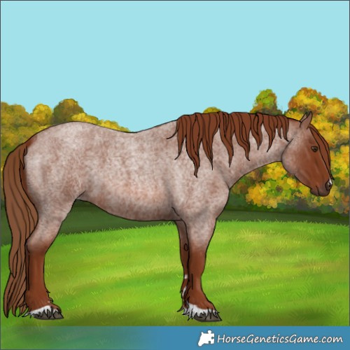 Horse Color:Red Roan 