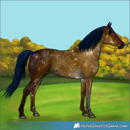 Horse Color:ERROR: UNKNOWN ANOMALY