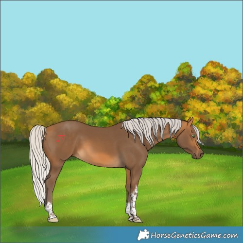 Horse Color:Silver Buckskin Tobiano