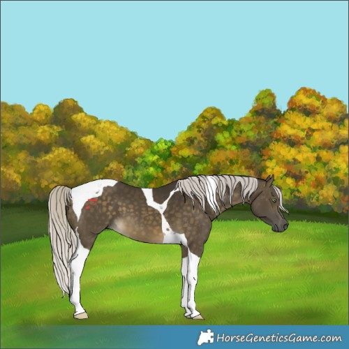 Horse Color:Silver Buckskin Tobiano 