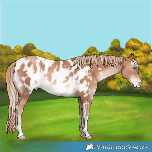 Horse Color:White Spotted Gold Champagne Near Leopard Rabicano