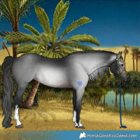 Horse Color:Gray White Spotted Brown 
