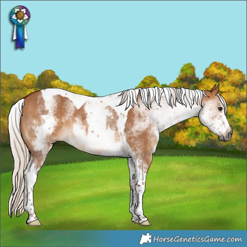 Horse Color:Gray White Spotted Chocolate Silver Bay Dun Tobiano Rabicano