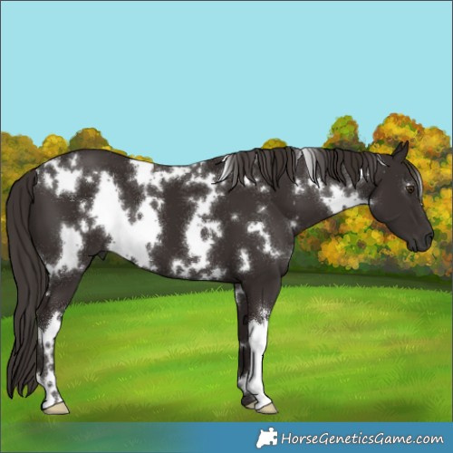 Horse Color:White Spotted Liver Chestnut