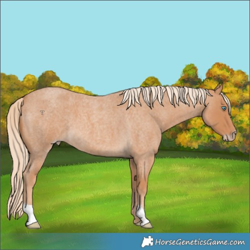 Horse Color:Gray Cremello Roan