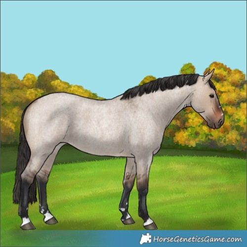 Horse Color:Brown Roan Dun 