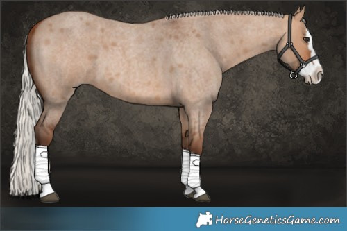 Horse Color:Silver Bay Roan Dun Splash 