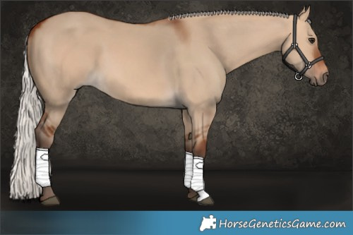 Horse Color:Silver Bay Dun 