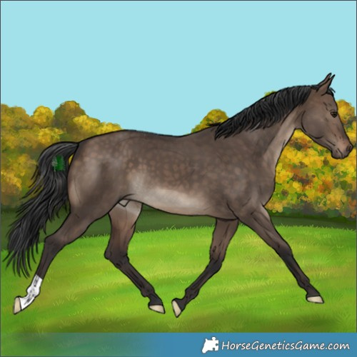 Horse Color:Brown Dun 