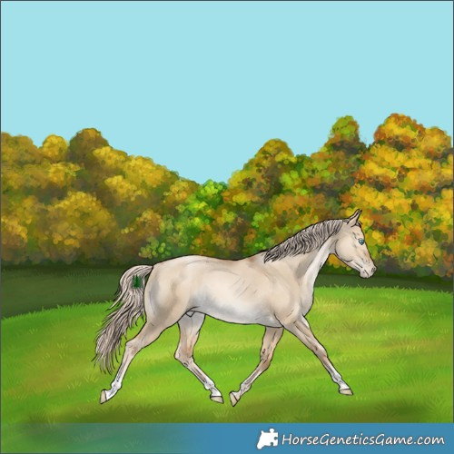 Horse Color:Chocolate Palomino Pearl Dun Rabicano