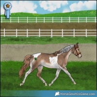 Horse Color:Liver Red Dun Tobiano Rabicano