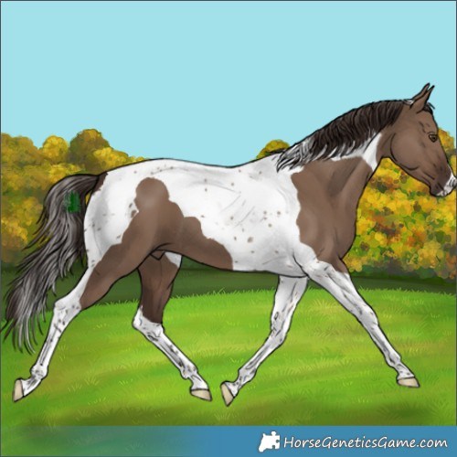 Horse Color:Liver Red Dun Tobiano