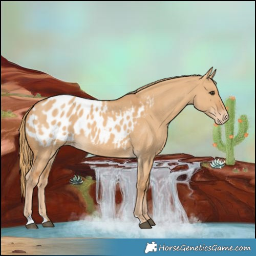 Horse Color:Red Dun Blanket