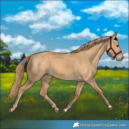Horse Color:Red Dun 