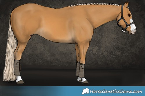 Horse Color:Palomino