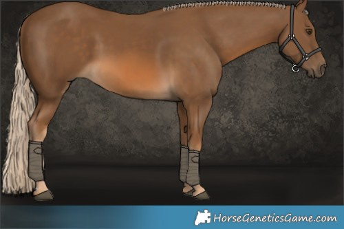 Horse Color:Chocolate Palomino 