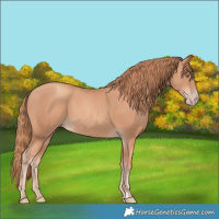 Horse Color:Gold Champagne