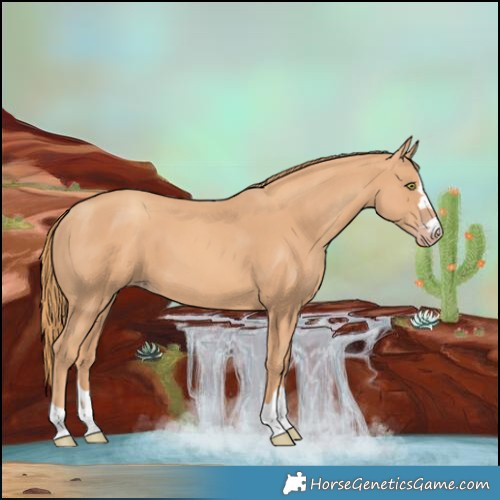 Horse Color:Gold Champagne