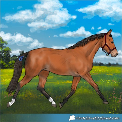 Horse Color:Bay 