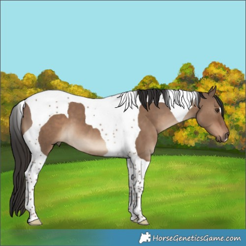 Horse Color:Liver Red Dun Tobiano