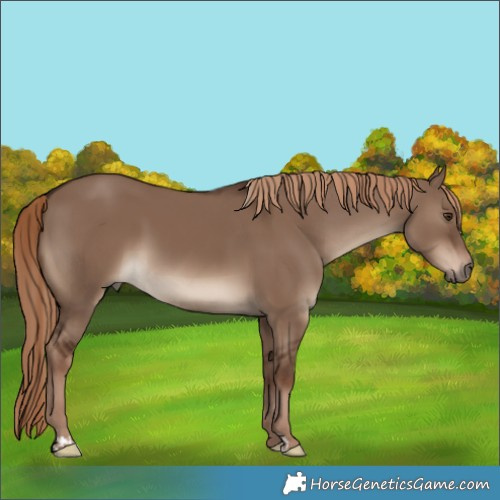 Horse Color:Liver Red Dun