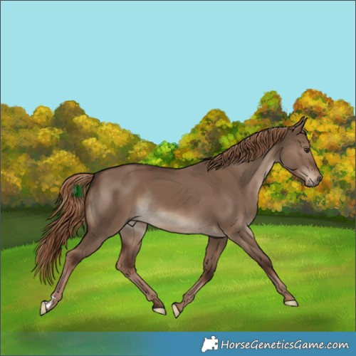 Horse Color:Liver Red Dun Rabicano