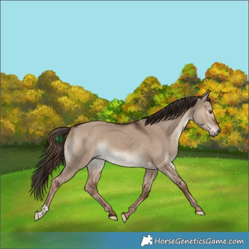 Horse Color:Liver Red Dun Rabicano