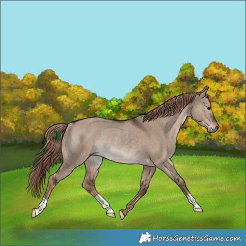 Horse Color:Liver Red Dun Rabicano 