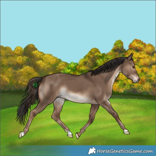 Horse Color:Liver Red Dun