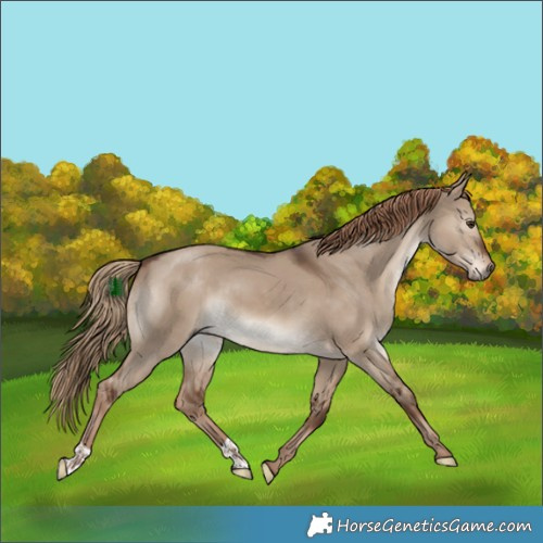 Horse Color:Liver Red Dun