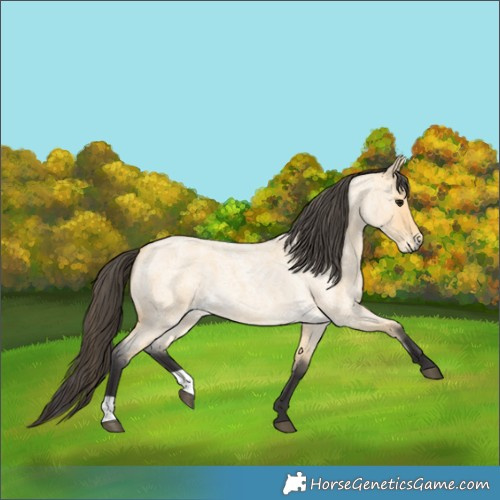 Horse Color:Buckskin Roan