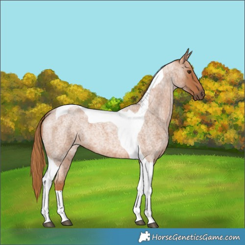 Horse Color:Red Roan Tobiano