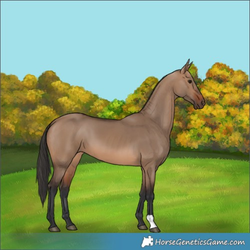 Horse Color:Brown Dun 