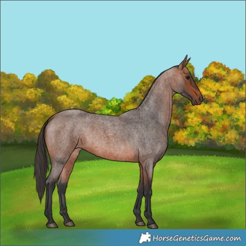 Horse Color:Bay Roan