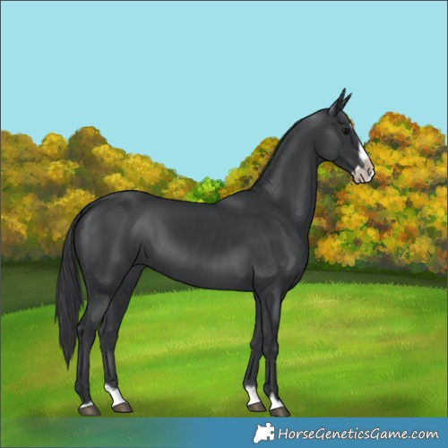 Horse Color:Black Splash Frame 