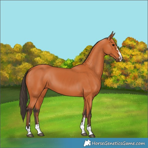 Horse Color:Bay 