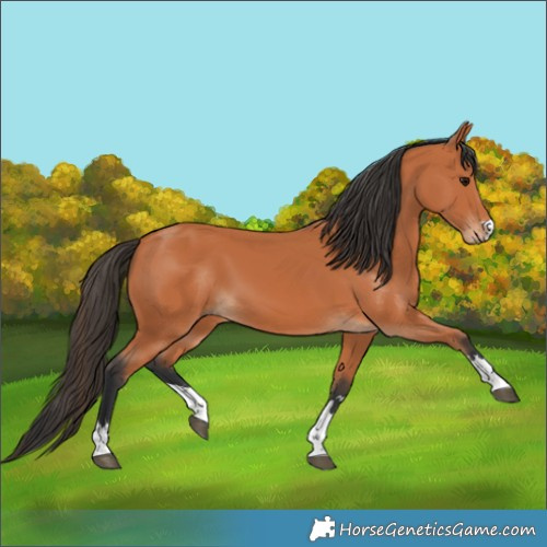 Horse Color:Bay 