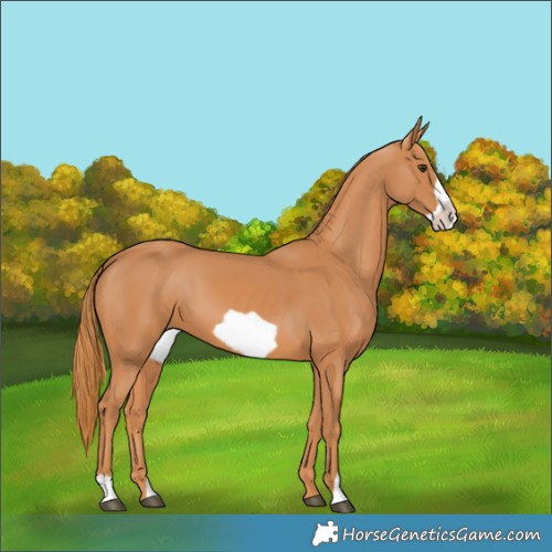 Horse Color:Chestnut Frame 